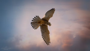 Johannes Bamouk Photography