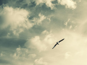 Simone Tagliaferri Photography