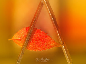 Dan Leszek Photography