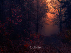 Dan Leszek Photography