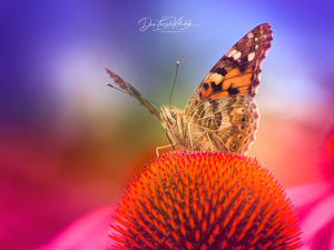 Dan Leszek Photography