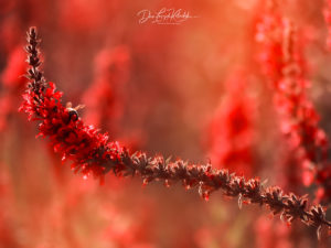 Dan Leszek Photography