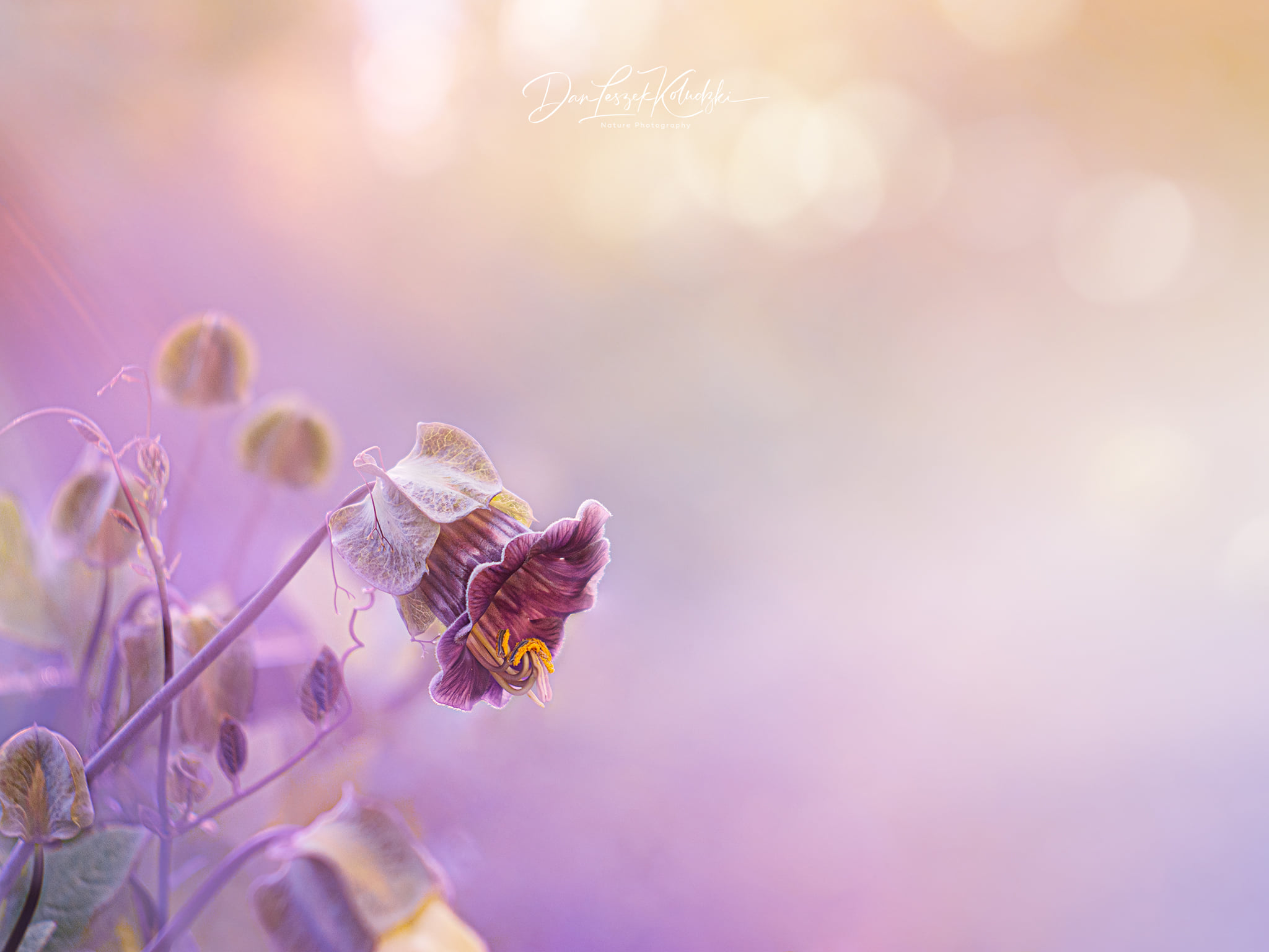 Dan Leszek Photography