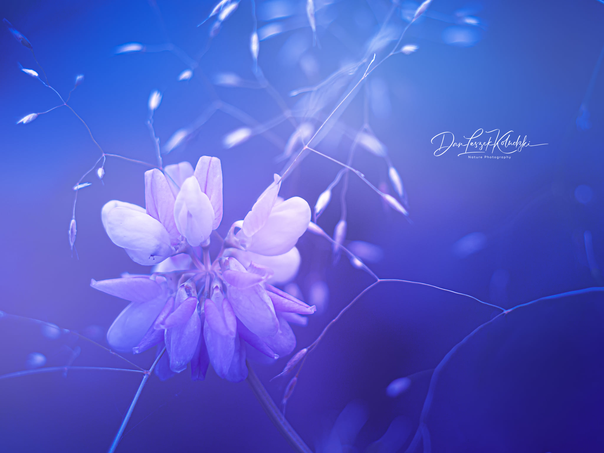 Dan Leszek Photography