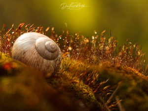 Dan Leszek Photography
