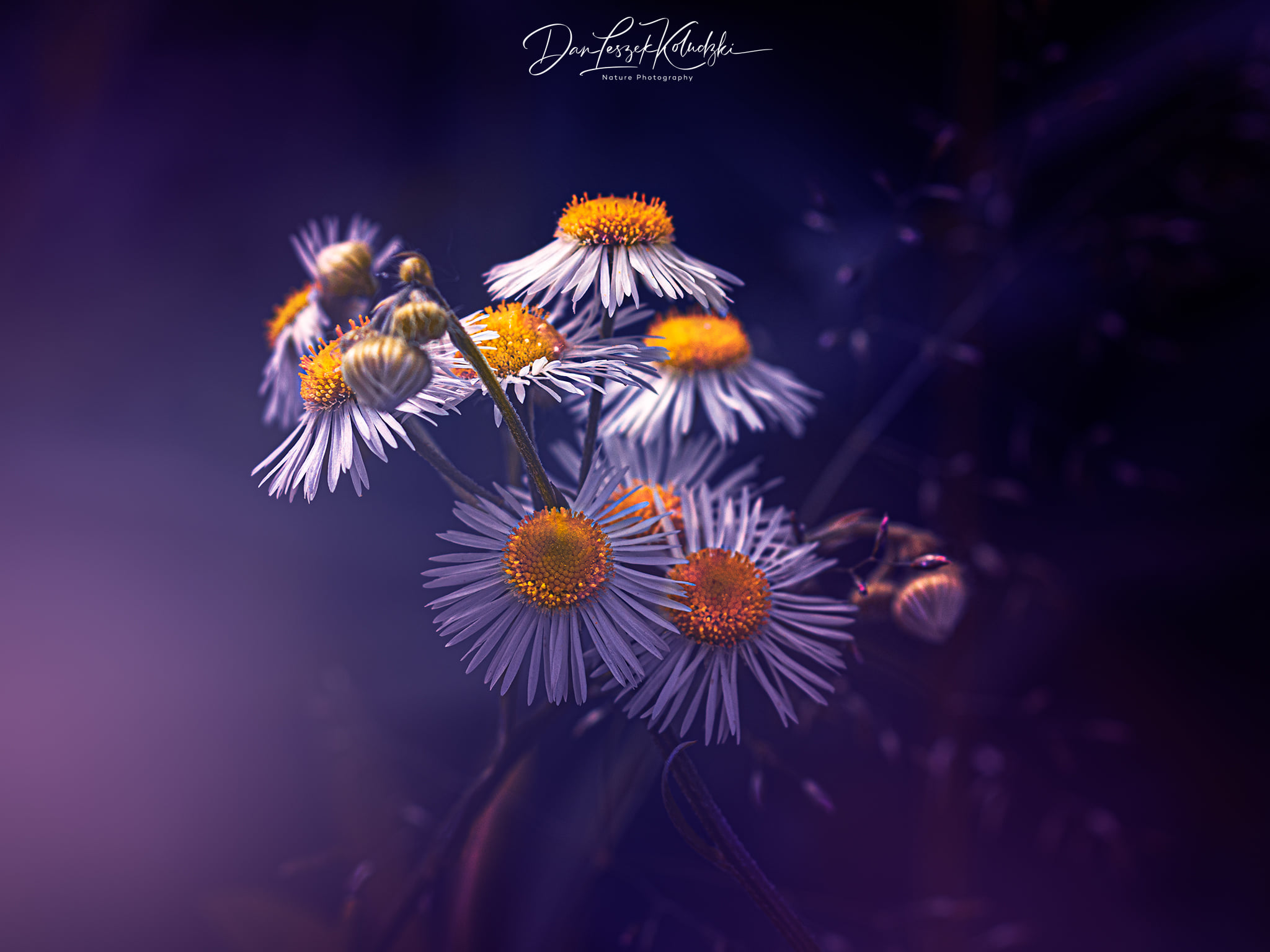 Dan Leszek Photography