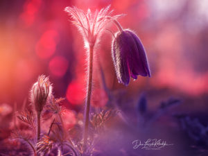 Dan Leszek Photography