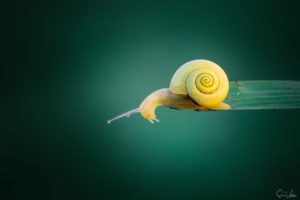 Sonia Valdes Photography