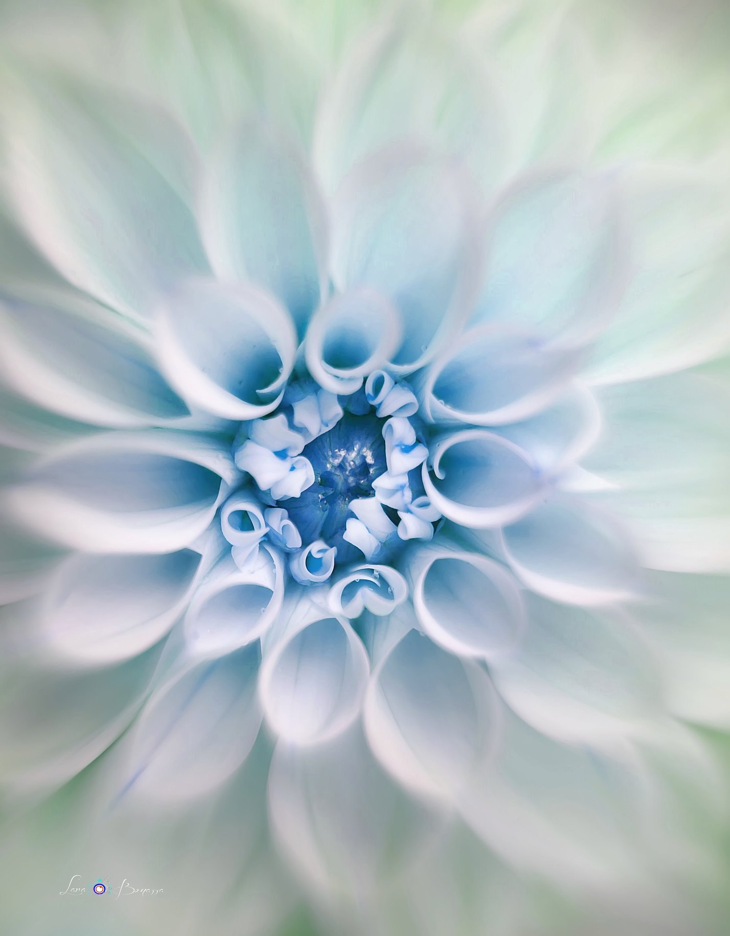 Lara Bonazza Photography
