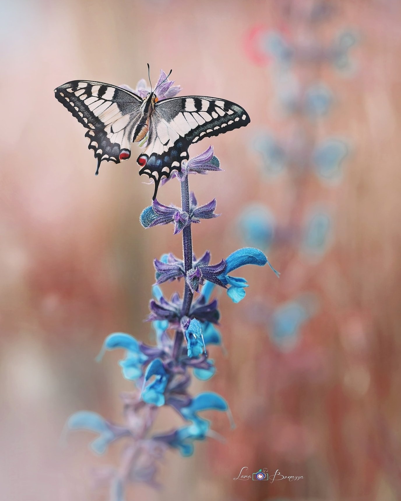 Lara Bonazza Photography
