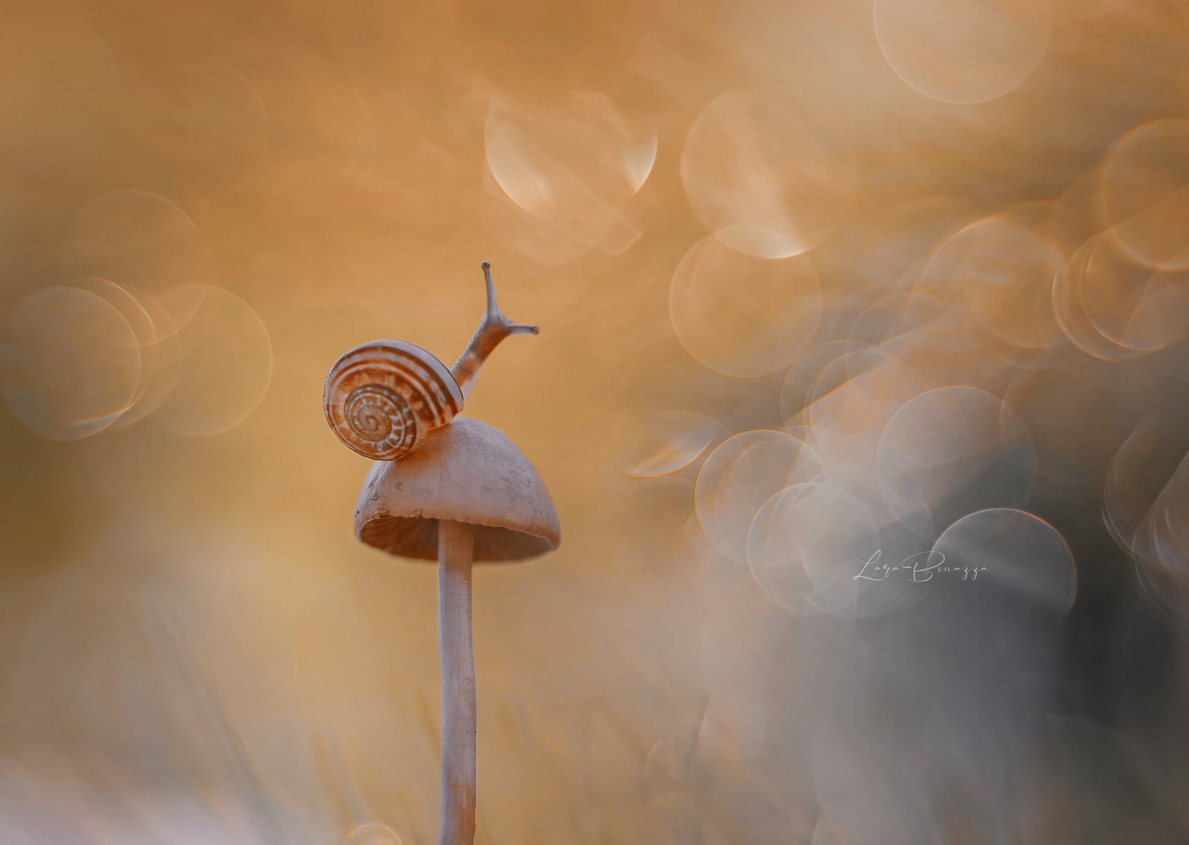 Lara Bonazza Photography