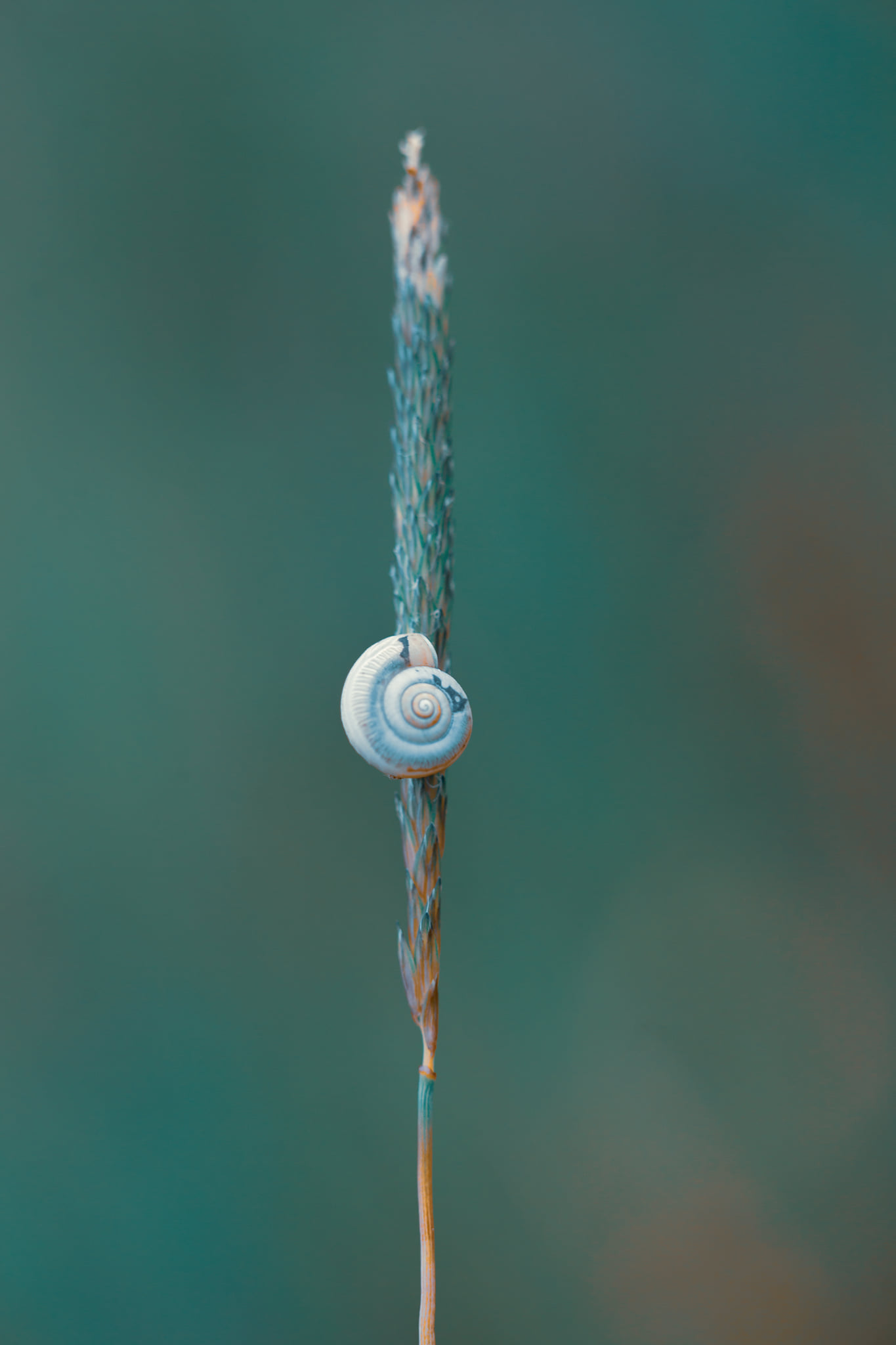 Lara Bonazza Photography