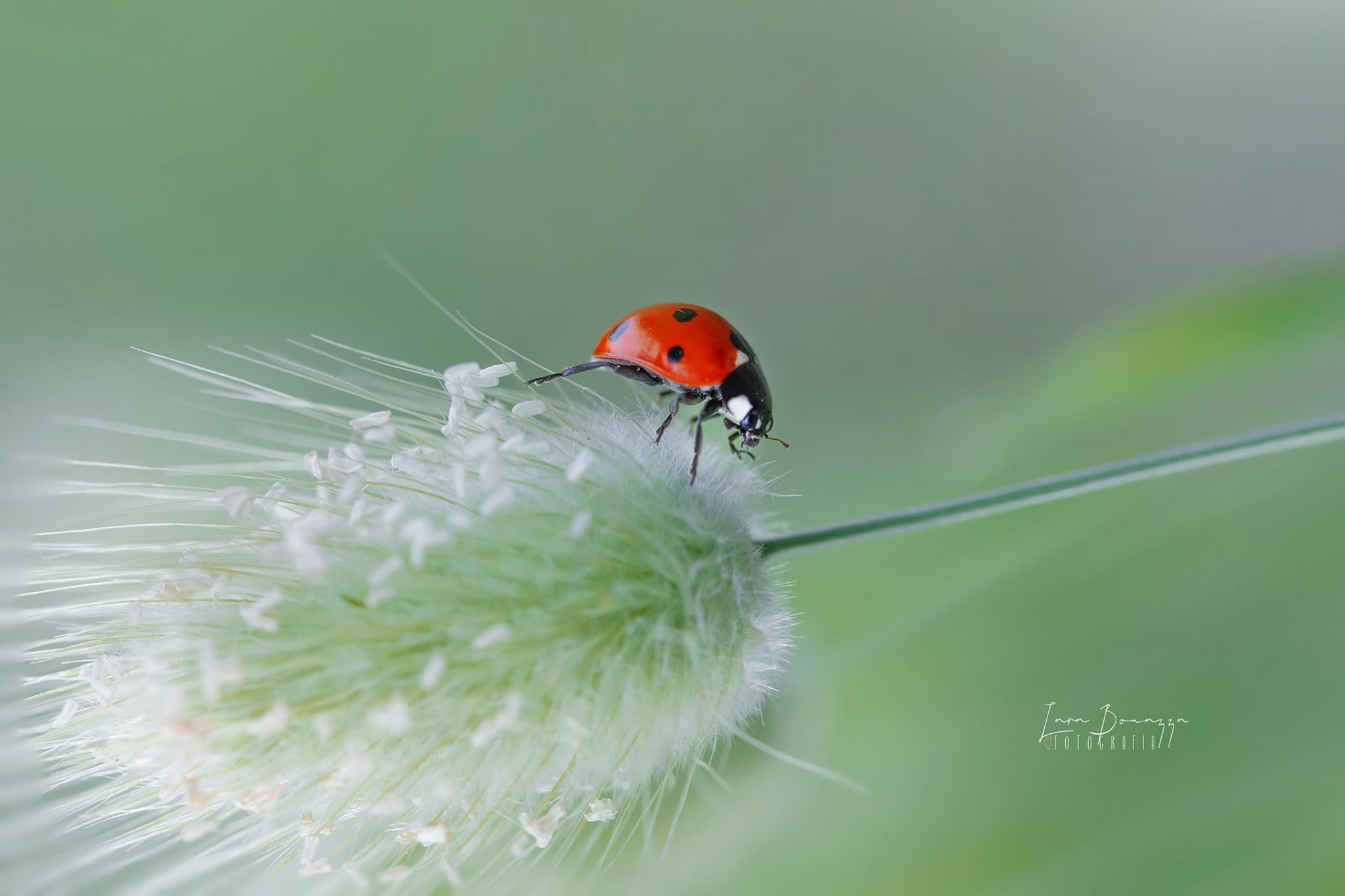 Lara Bonazza Photography