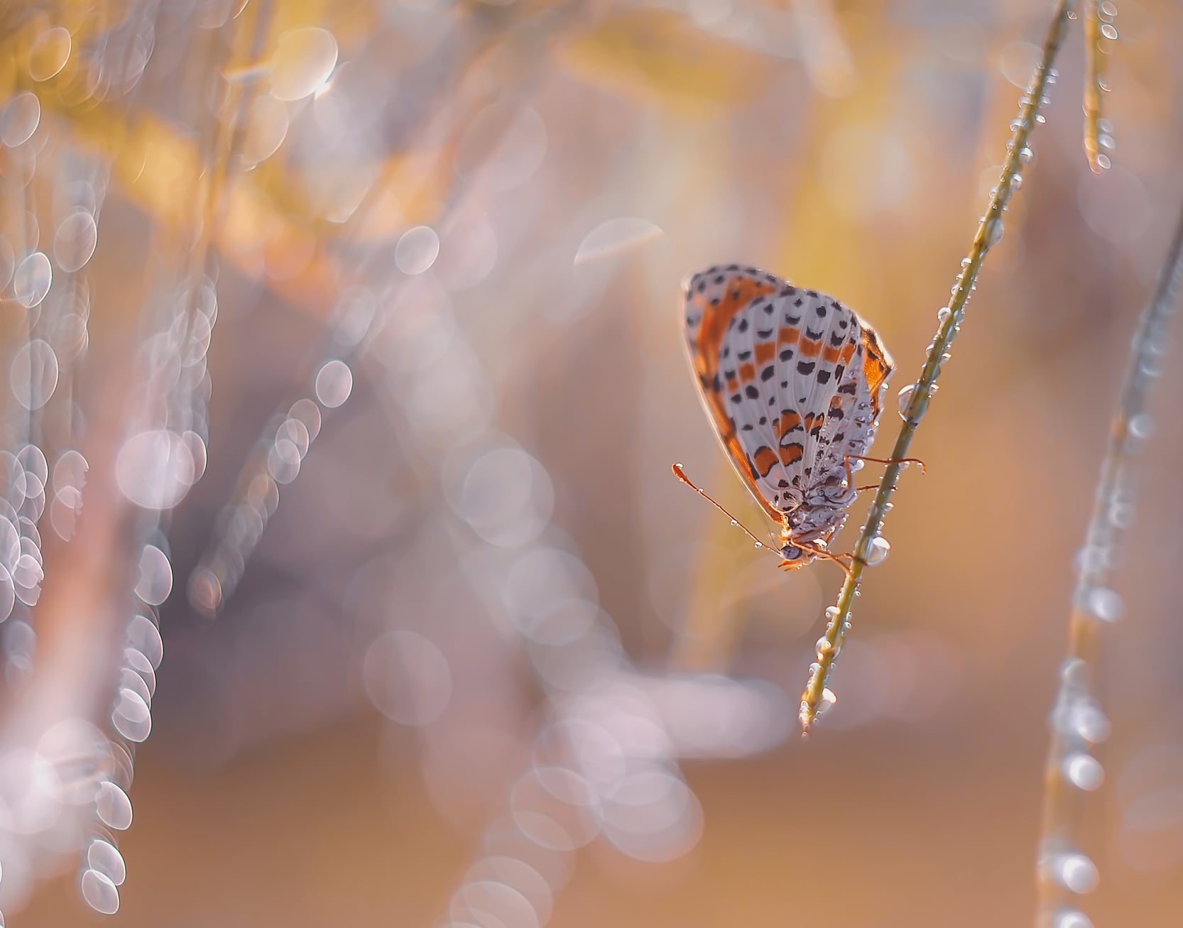 Lara Bonazza Photography