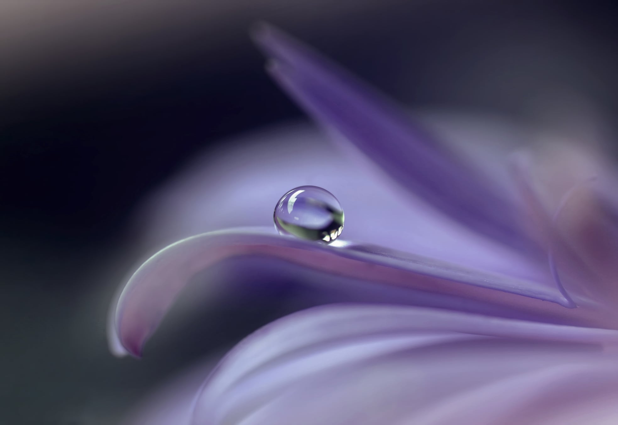 Lara Bonazza Photography
