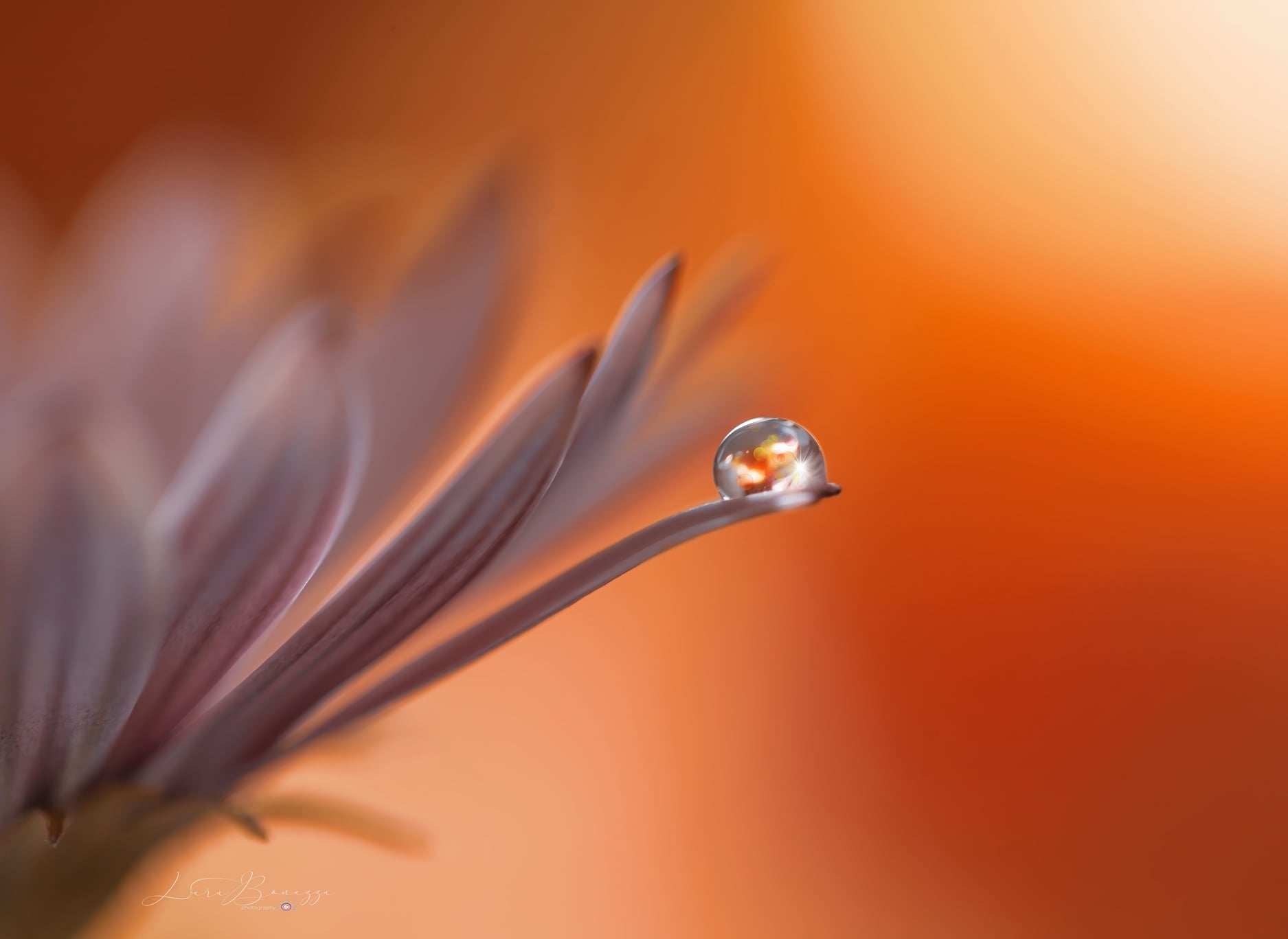 Lara Bonazza Photography
