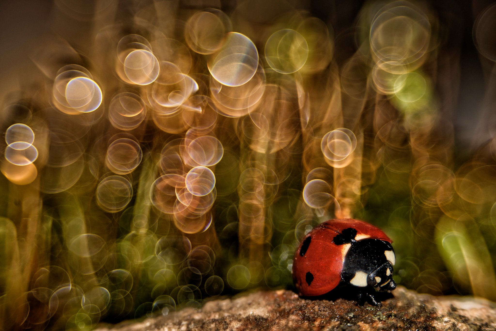 Omar Sospiri Photography