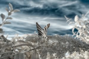 Omar Sospiri Photography
