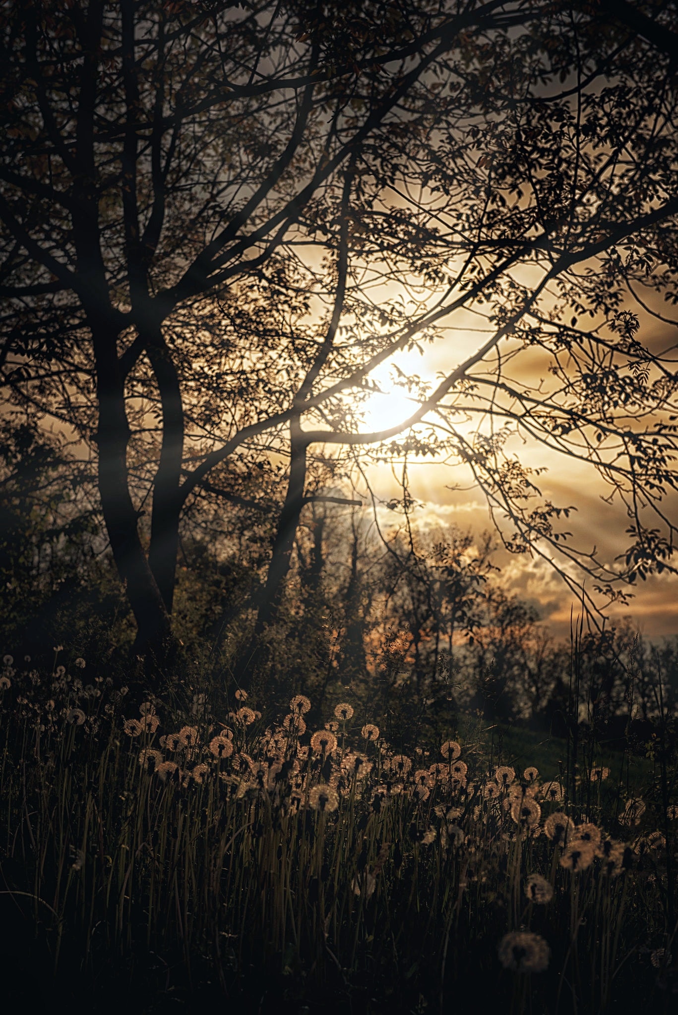 Omar Sospiri Photography