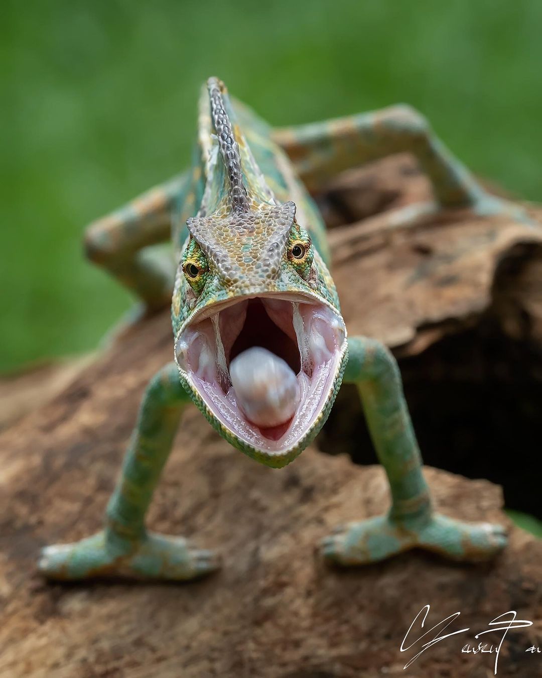 Tanto Yensen Photography