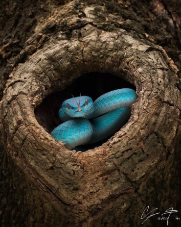 Tanto Yensen Photography