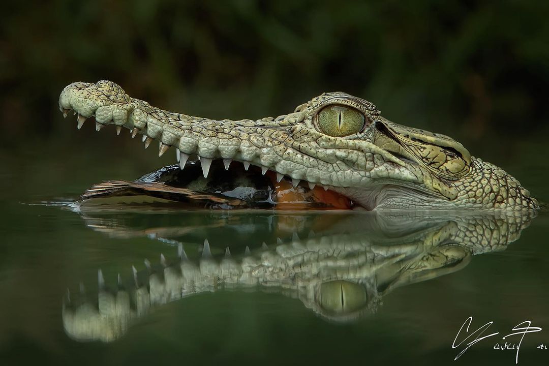 Tanto Yensen Photography
