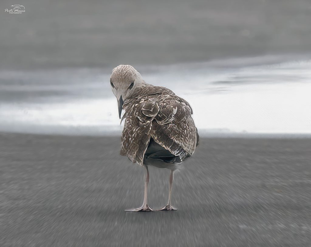 Mauro Porti Photography